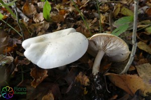 Tricholoma stiparophyllum (2)